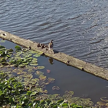 Сasa de vacaciones Huisje Aan Het Water, Omgeving Amsterdam *